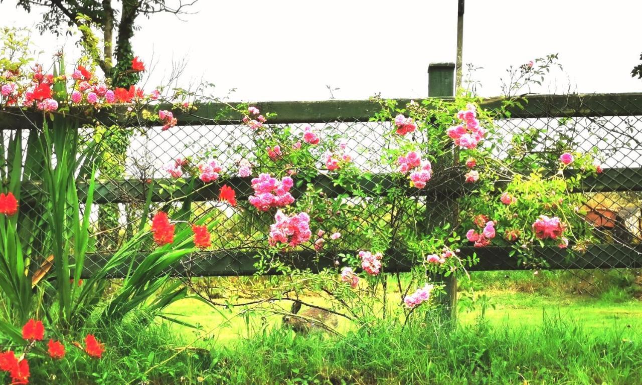 New Listing - Ladybird Cottage - Donegal - Wild Atlantic Way Donegal Town Exteriér fotografie