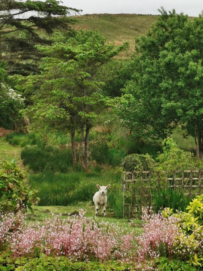 New Listing - Ladybird Cottage - Donegal - Wild Atlantic Way Donegal Town Exteriér fotografie